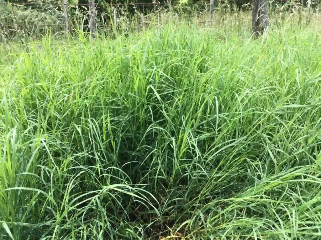 Bermuda Grass