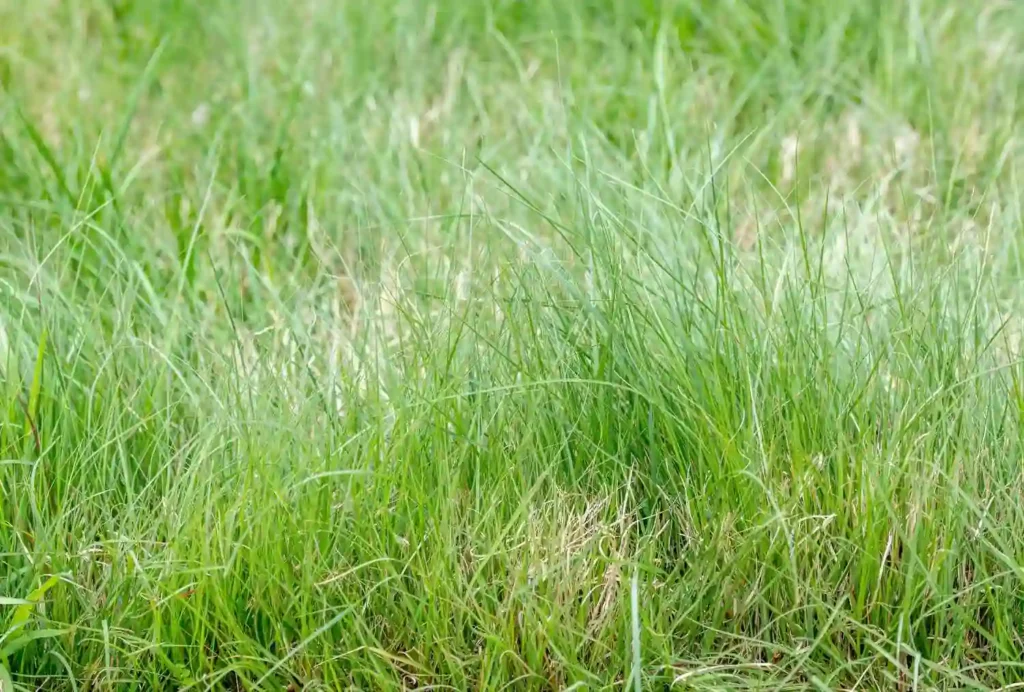 Buffalo Grass