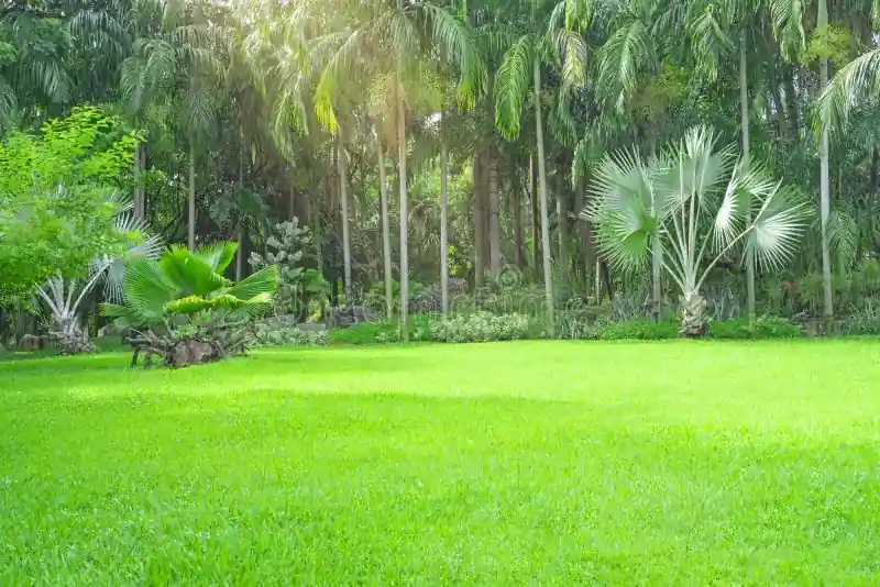 Carpet Grass