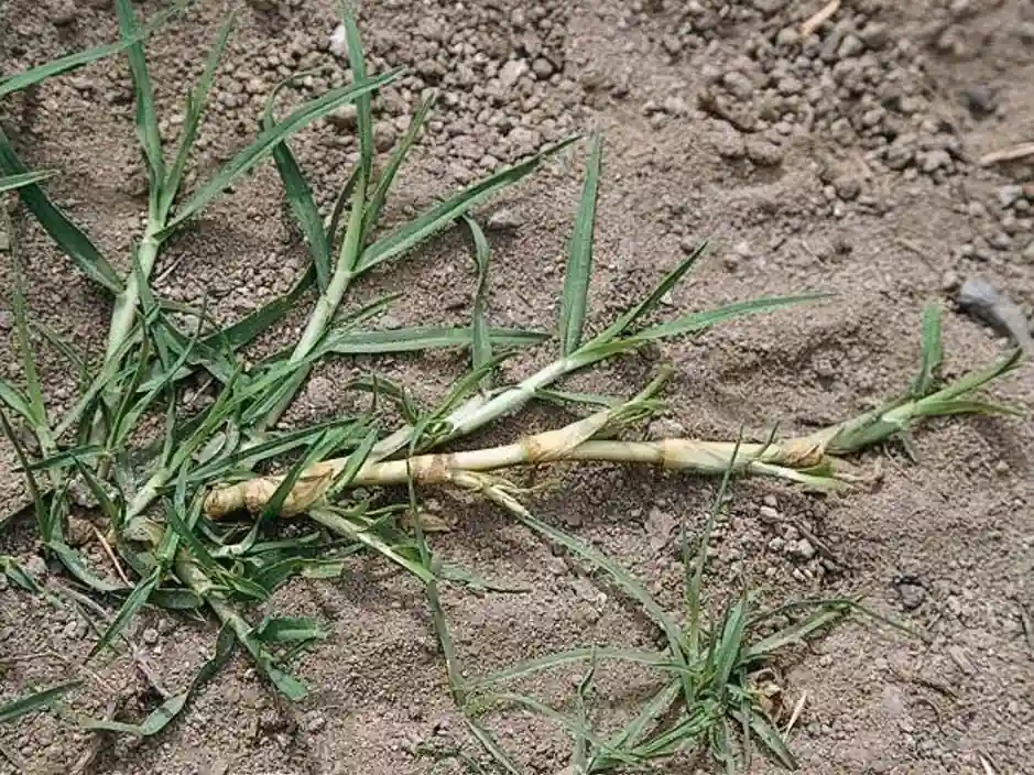 Kikuyu Grass
